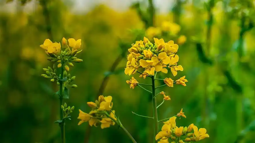 精选绿色护眼美景高清桌面壁纸