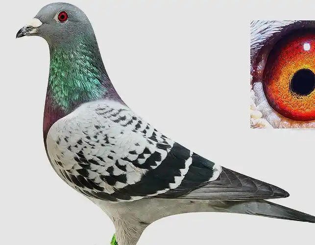 母鸽自身如果有这些特点,作育后代会很突出_公鸽_鸽子_种鸽