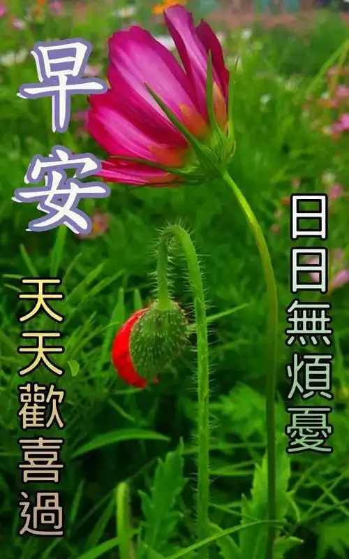 原创8张最新创意好看的清晨早上好图片祝福语2021不用打字聊天早上好