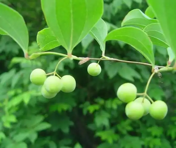 菝葜菝葜的功效与作用