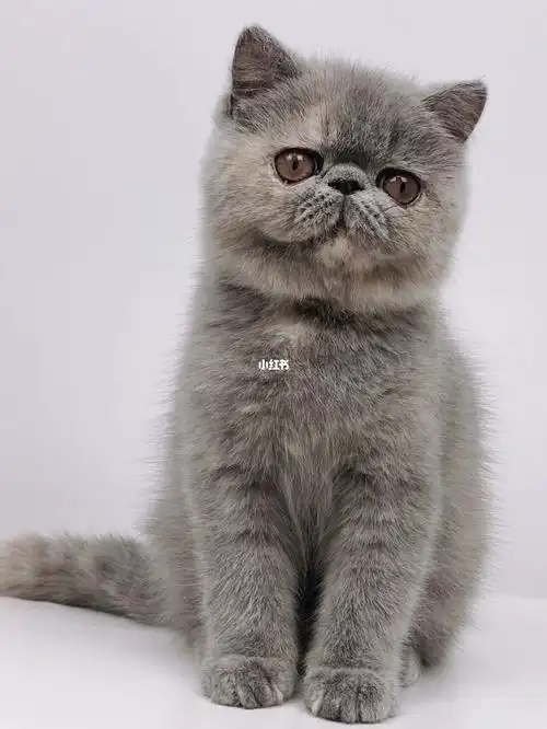 4个半月蓝乳色异国短毛猫加菲猫