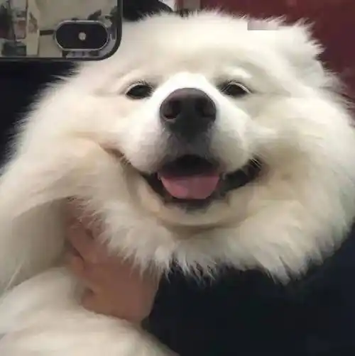 可爱小动物头像