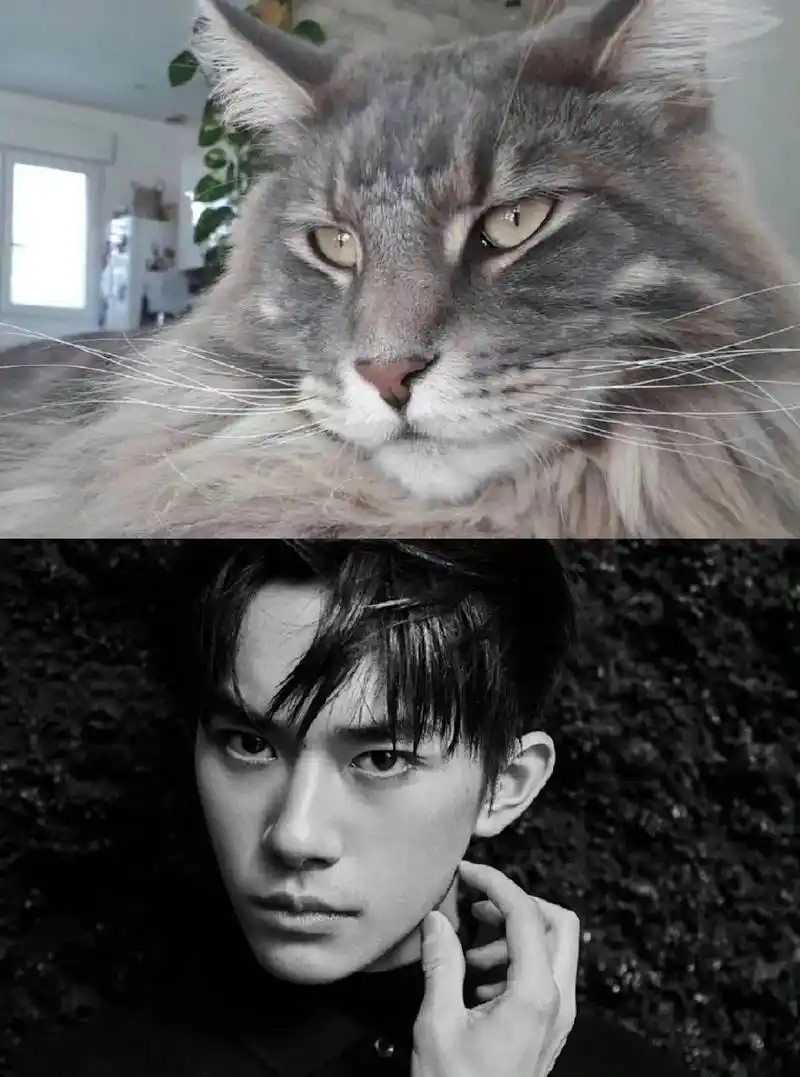 不能说完全相似.#易烊千玺 #缅因猫 #猫里猫气 #高冷脸  - 抖音