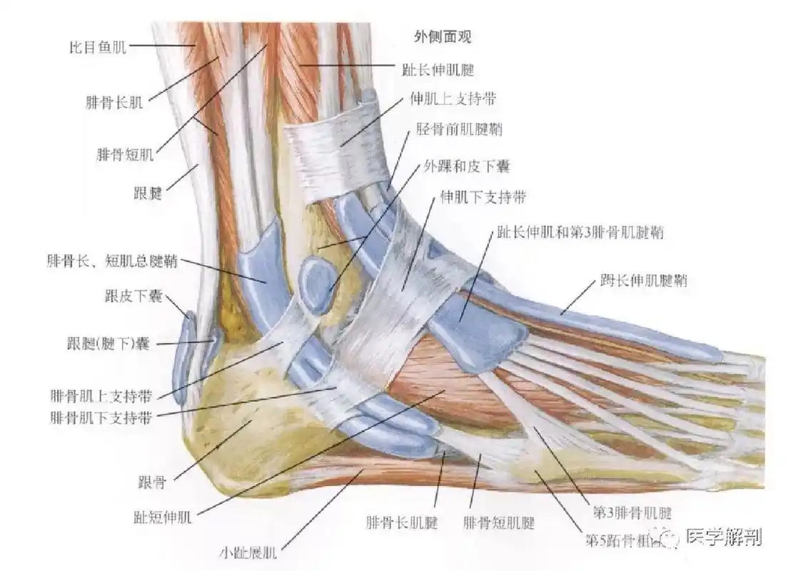 当心腱鞘囊肿 一,足踝部共有8个腱鞘:前方3个(胫前肌腱,拇长伸肌腱和