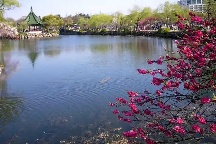 江南桃花《醉美蠡园》