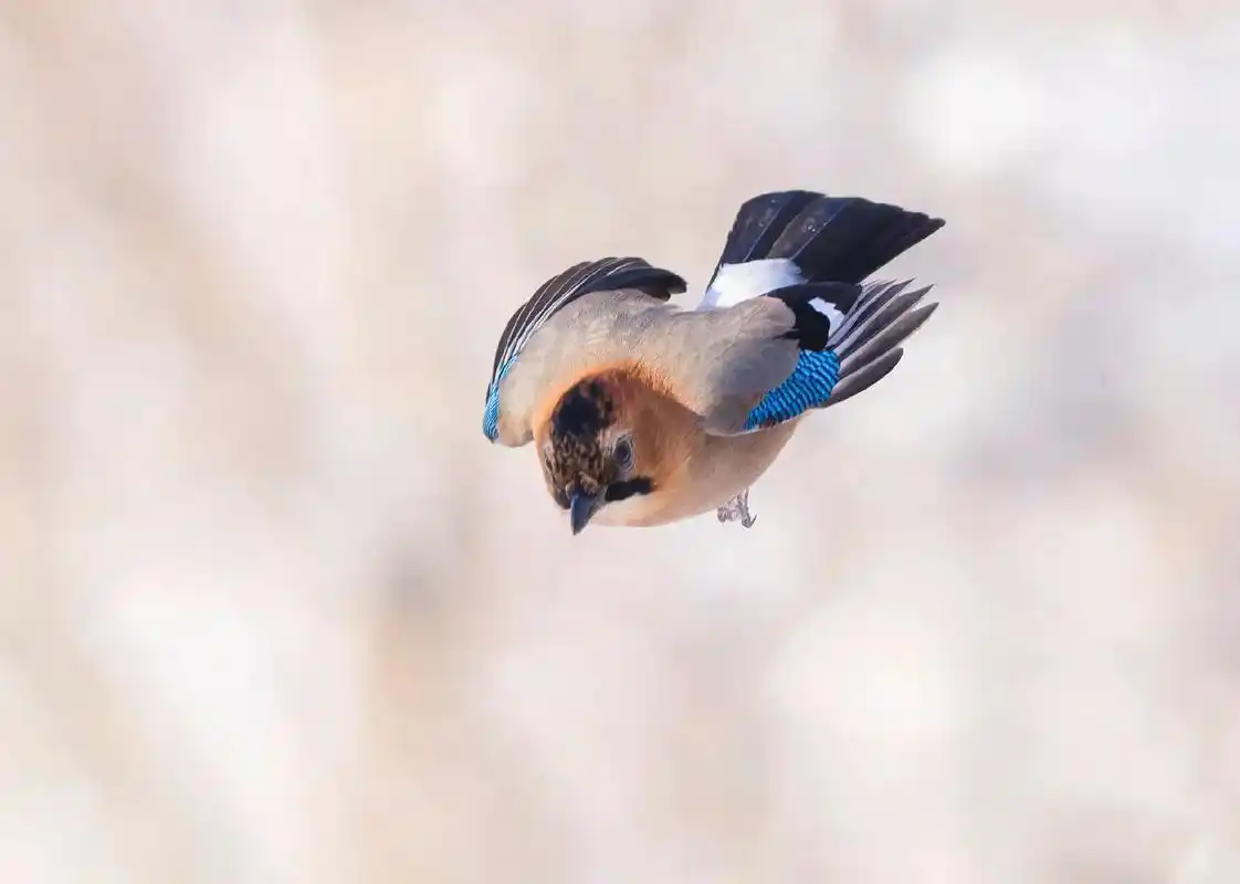 松鸦.#我的抖音生活日记 #野生鸟类摄影 #动物鸟世界 #原 - 抖音