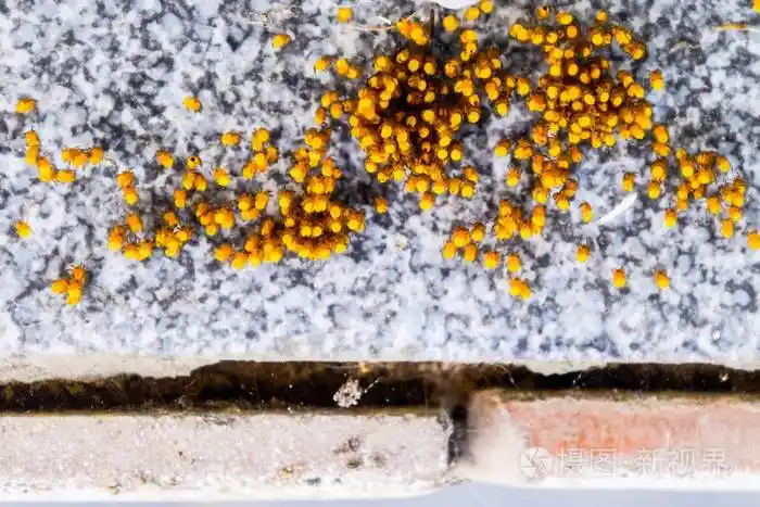 幼小的蜘蛛从巢里的卵中孵化出来新生儿菌落