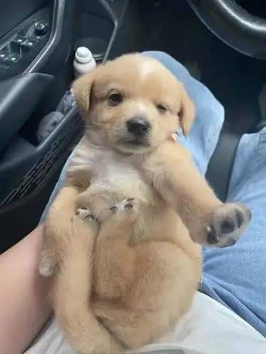 留住这个小奶狗超多图