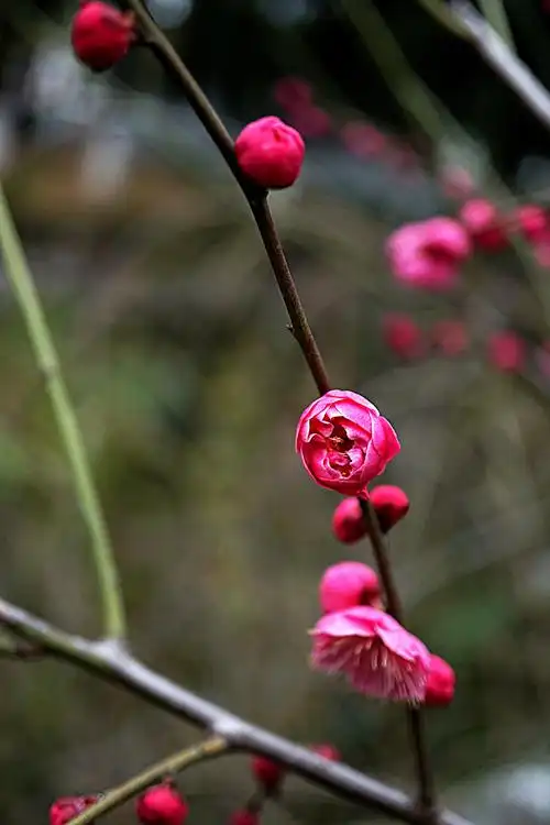 寒香国里你最红——朱砂梅
