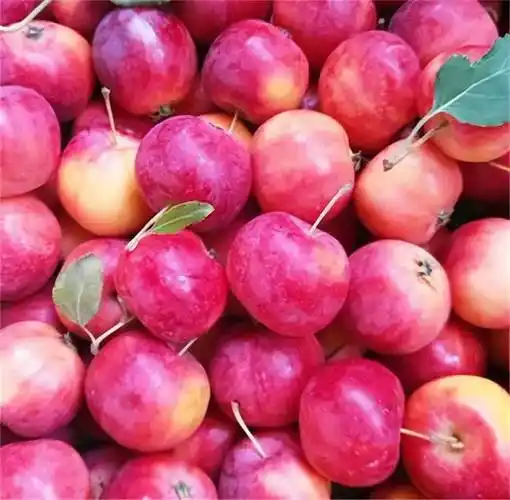 海棠果和沙果虽然很像但却是两种不同植物部分观赏海棠有毒