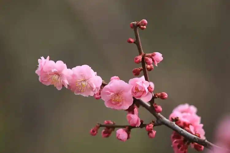 威海绿苑植物材料有限公司自2003年成立之初便探索抗寒梅花的