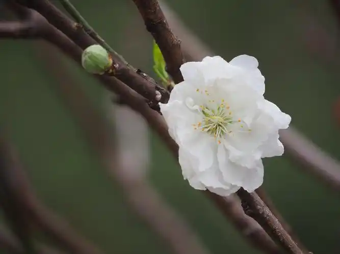 白桃花你最喜欢哪一枝