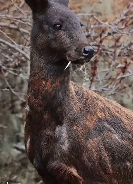 发现神奇动物之"黑麝"#动物世界#保护野生动物人人有责
