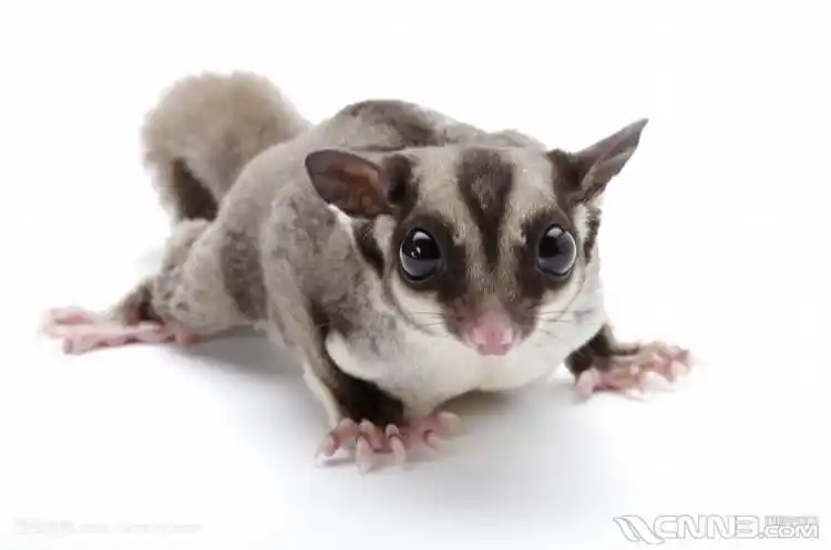 出售抖音网红蜜袋鼯,会从高处飞跳下来