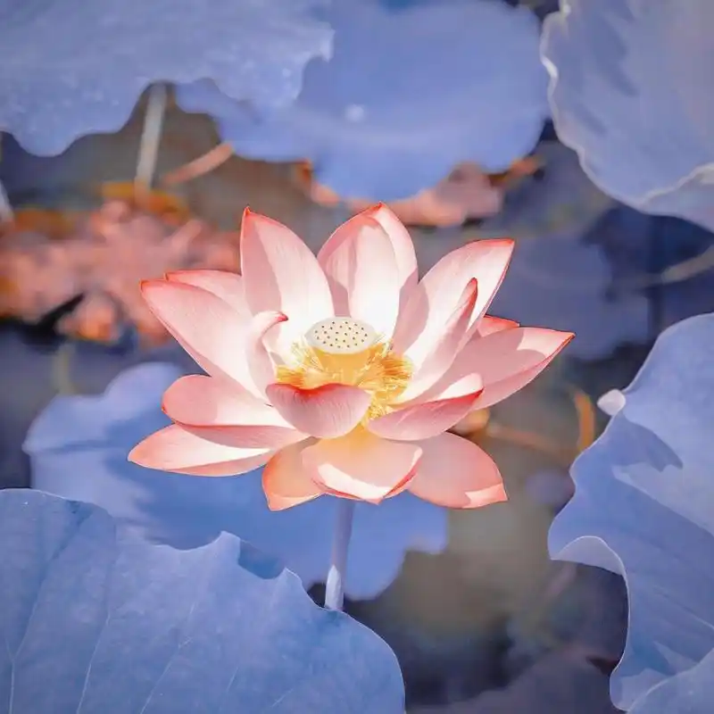 荷花头像 来咯来咯,它来咯,荷花头像又来了,真的是让我欲罢不能超级