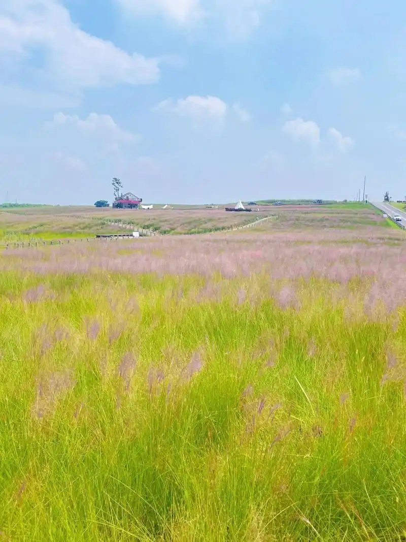 带你看看真实的小岭南花海91.