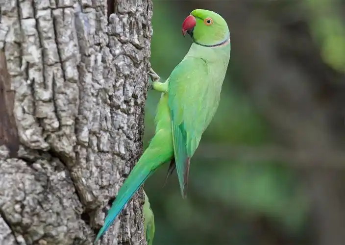红领绿鹦鹉 赵超 / 摄影