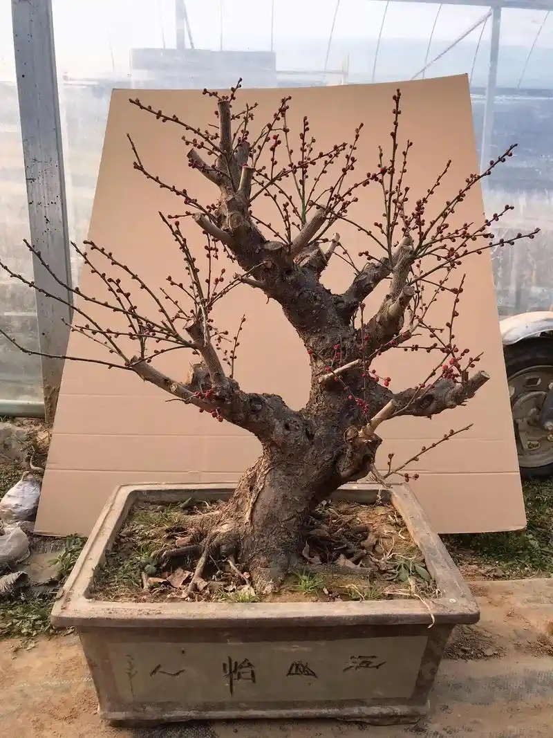 龙游梅盆景 #梅花 - 抖音