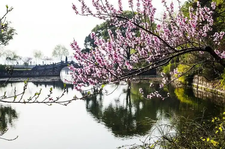 江南水乡美丽的桃花盛开花卉图片分享