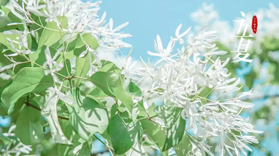 2021小清新立夏节气