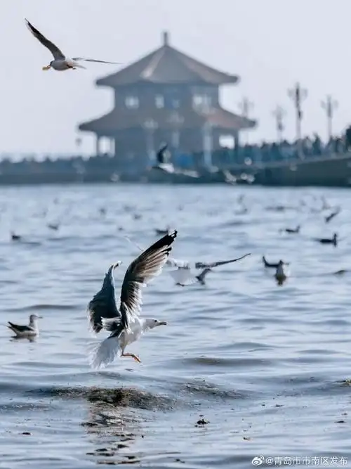 青岛栈桥看海鸥攻略