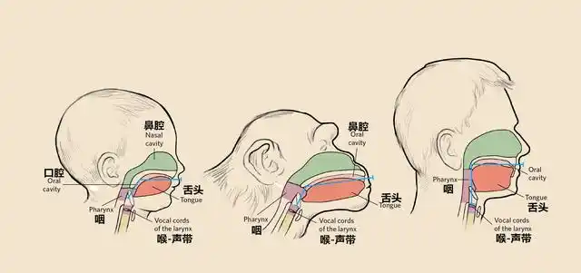 而离咽更远了,这使得作为共鸣腔的咽腔更加广阔,不仅发出的音节变多了
