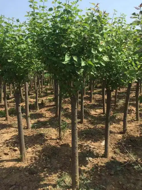 丁香花树苗嫁接独杆紫丁香树别墅庭院浓香植物南北方种植 嫁接独杆