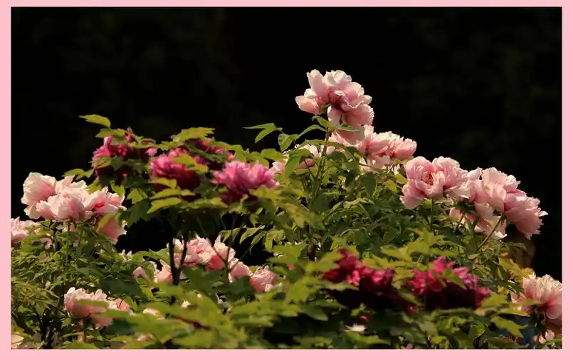 洛阳牡丹甲天下,王城公园花先发!