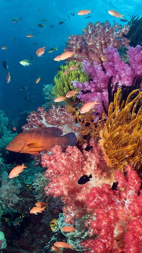 热带鱼手机锁屏壁纸