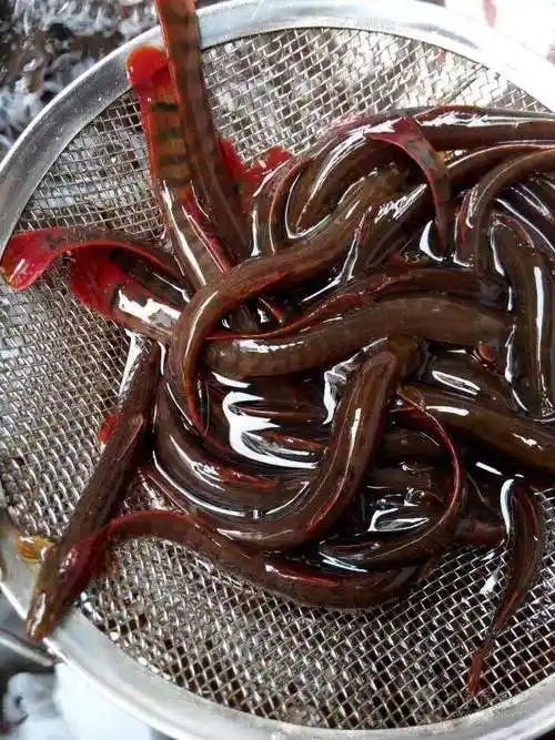 钢鳅的营养价值