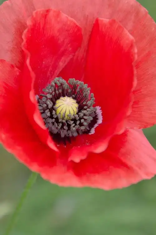 罂粟,开花,绽放,花,红色,春天,字段,高清图片-回车素材