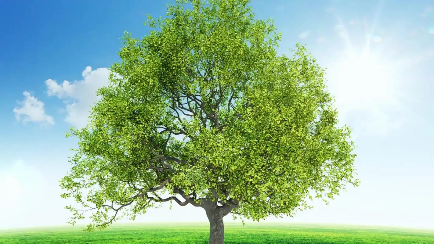 情感测试:你最喜欢哪棵大树图片,测一测你的爱情观是怎样的?