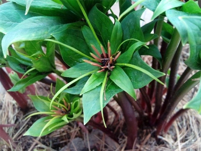 年降水量在1000毫米左右,属温带雨林气候类型,适宜重楼等中草药种植