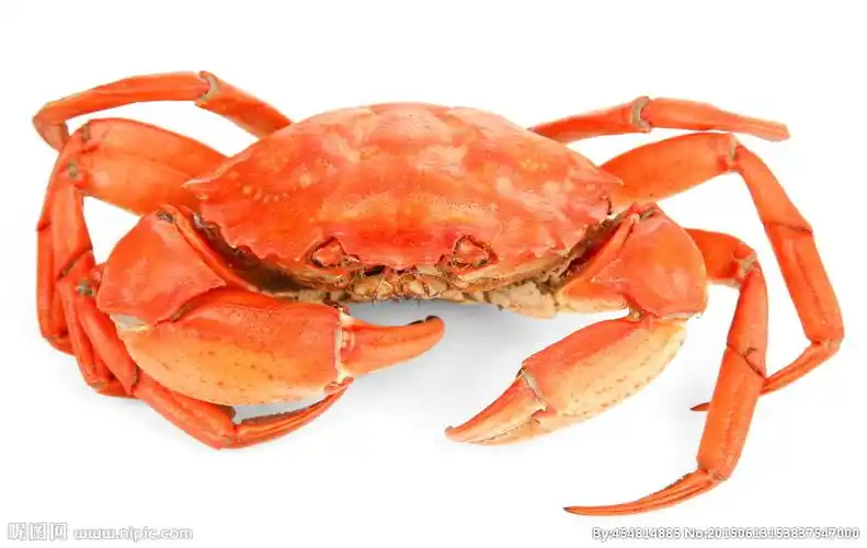 唯美螃蟹图片