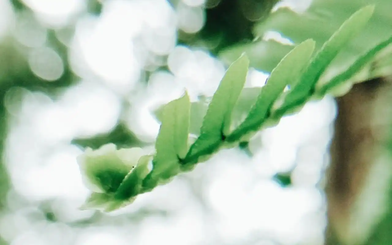 小清新滤镜风景自然唯美桌面壁纸