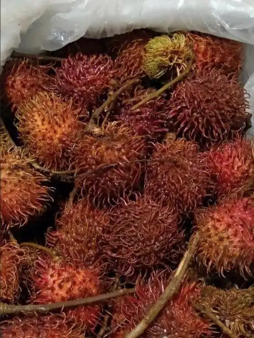 pdd水果之毛丹篇