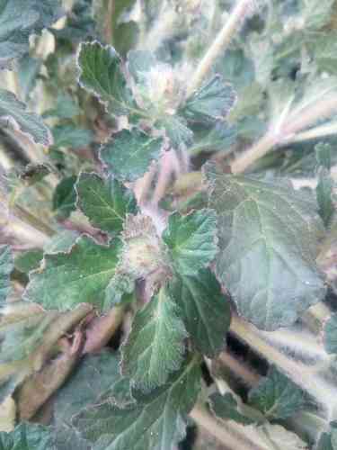 野生中药材白毛夏枯草新鲜散血草破血丹苦草白头翁筋骨草500g推荐