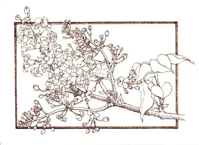 钢笔淡彩丁香花线稿