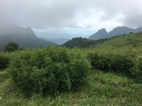 酷暑秦岭鸡窝子高山草甸纳凉