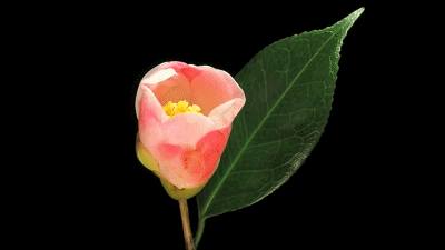 有摄影师开始关注动态的花,用延时摄影的方法,将花绽放的瞬间通过一张