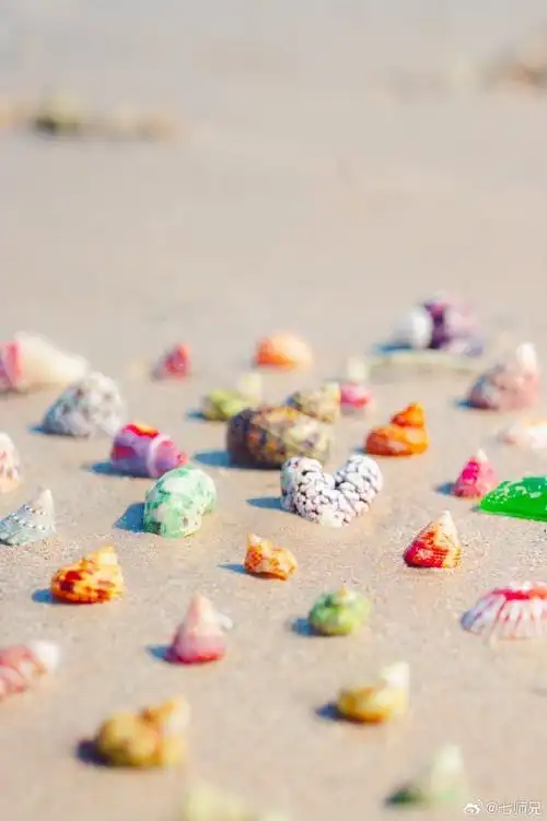 涠洲岛浪漫的彩色贝壳