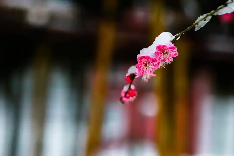 雪中梅花笑迎春