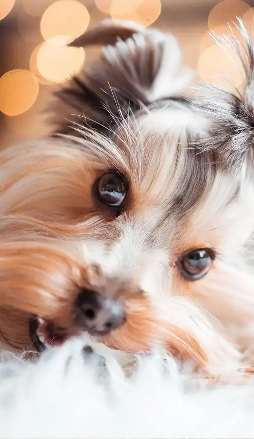 4k高清壁纸来了,超适合华为手机系列的动物世界壁纸