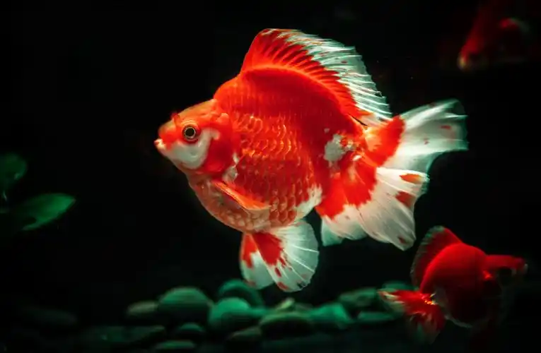 日本凌空金鱼展