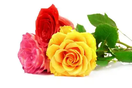 红玫瑰和白玫瑰图片