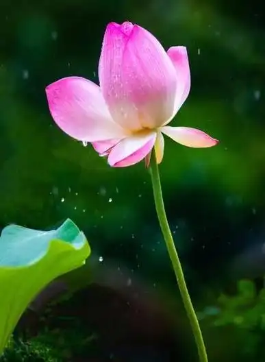 壁纸 花 桌面 408_557 竖版 竖屏 手机