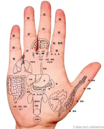 附上体表映像之掌部脏腑对应图一张,让保健更好的有的放矢.