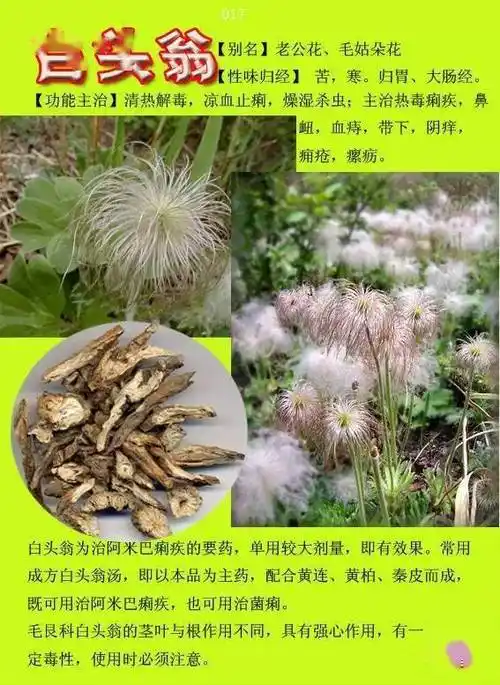 常用中草药图片(常用中草药图片大全)