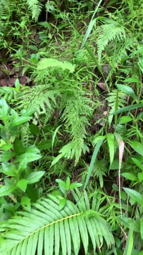 认识中草药#乌蕨,好东西