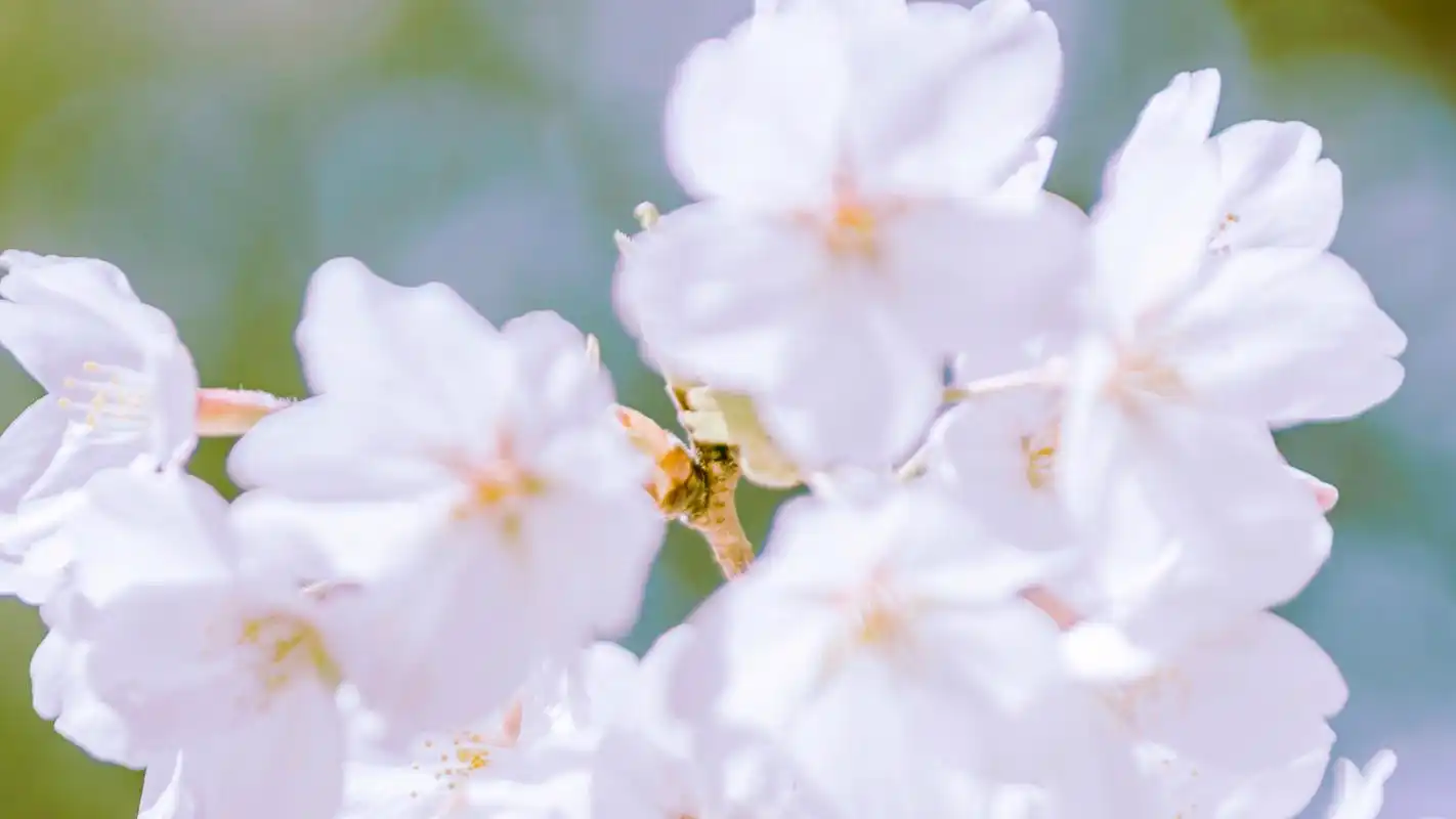 粉色樱花唯美图片桌面壁纸